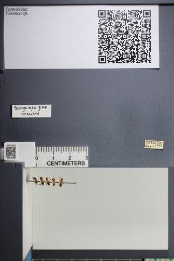 Media type: image;   Entomology 532884
